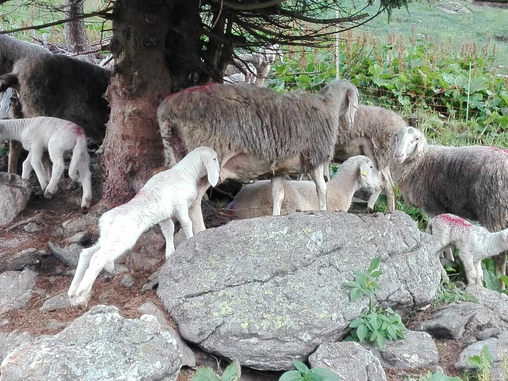 Breguzzo Agritur Cornasest Bed & Breakfast エクステリア 写真